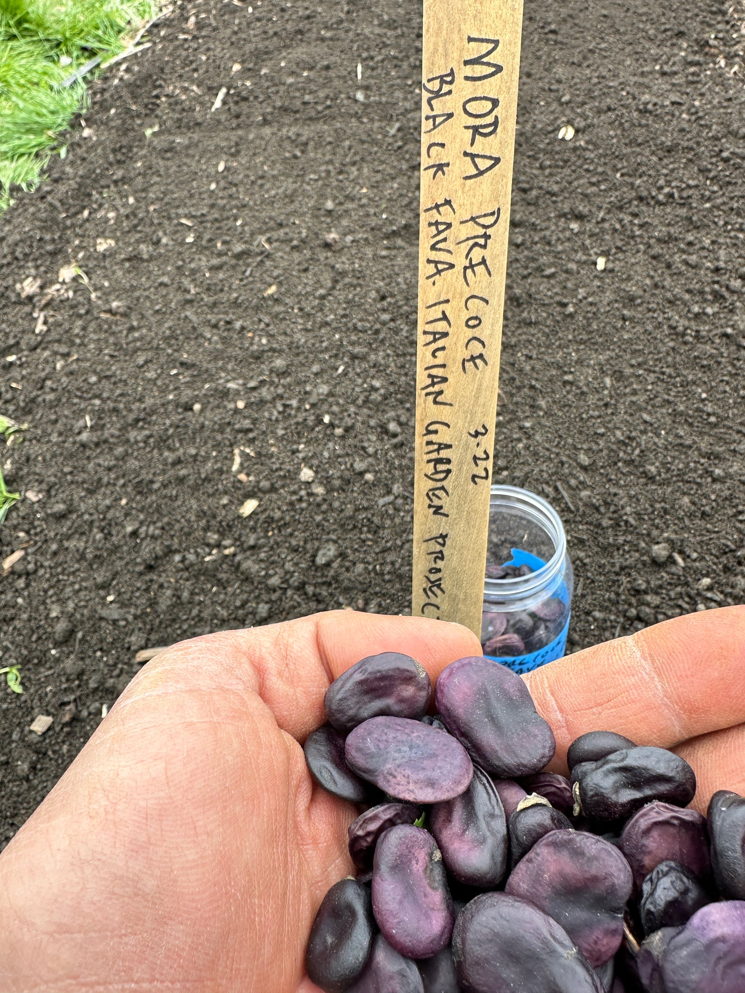 marwa plant seeds Precoce Mora Fava – Truelove Seeds