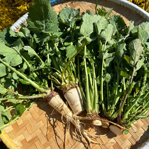 Rabi (Broccoli Rabe)