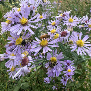 New England Aster