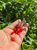 Chile Chiltepin (Chile Tepin)