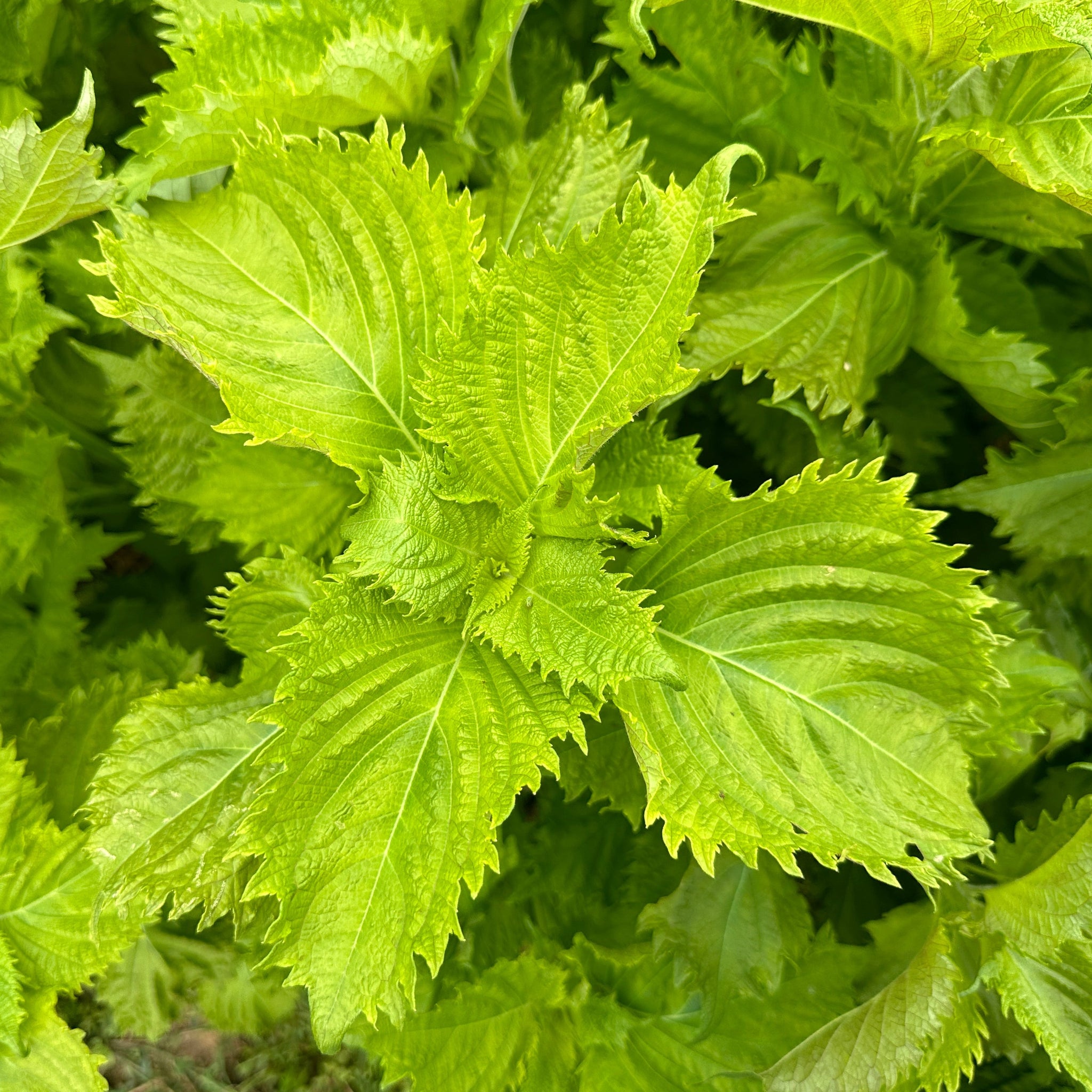 Green Ohba Ao Shiso Truelove Seeds Green Ohba Ao Shiso Truelove Seeds