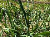 Gandana (Afghan Leek)