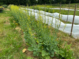 Broccoletti