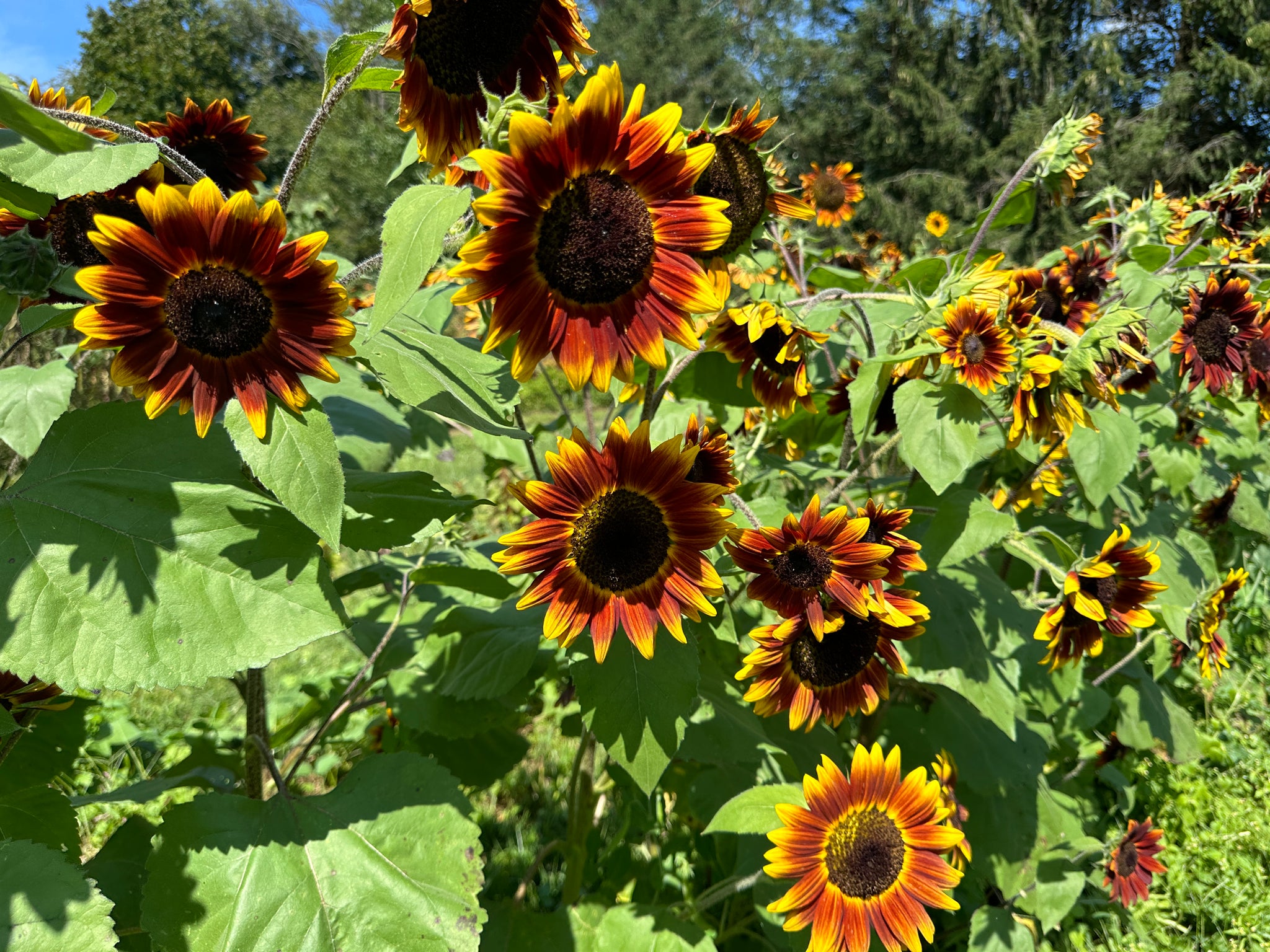kaleidoscope rose seeds Sunflower Kaleidoscope Mix – Truelove Seeds