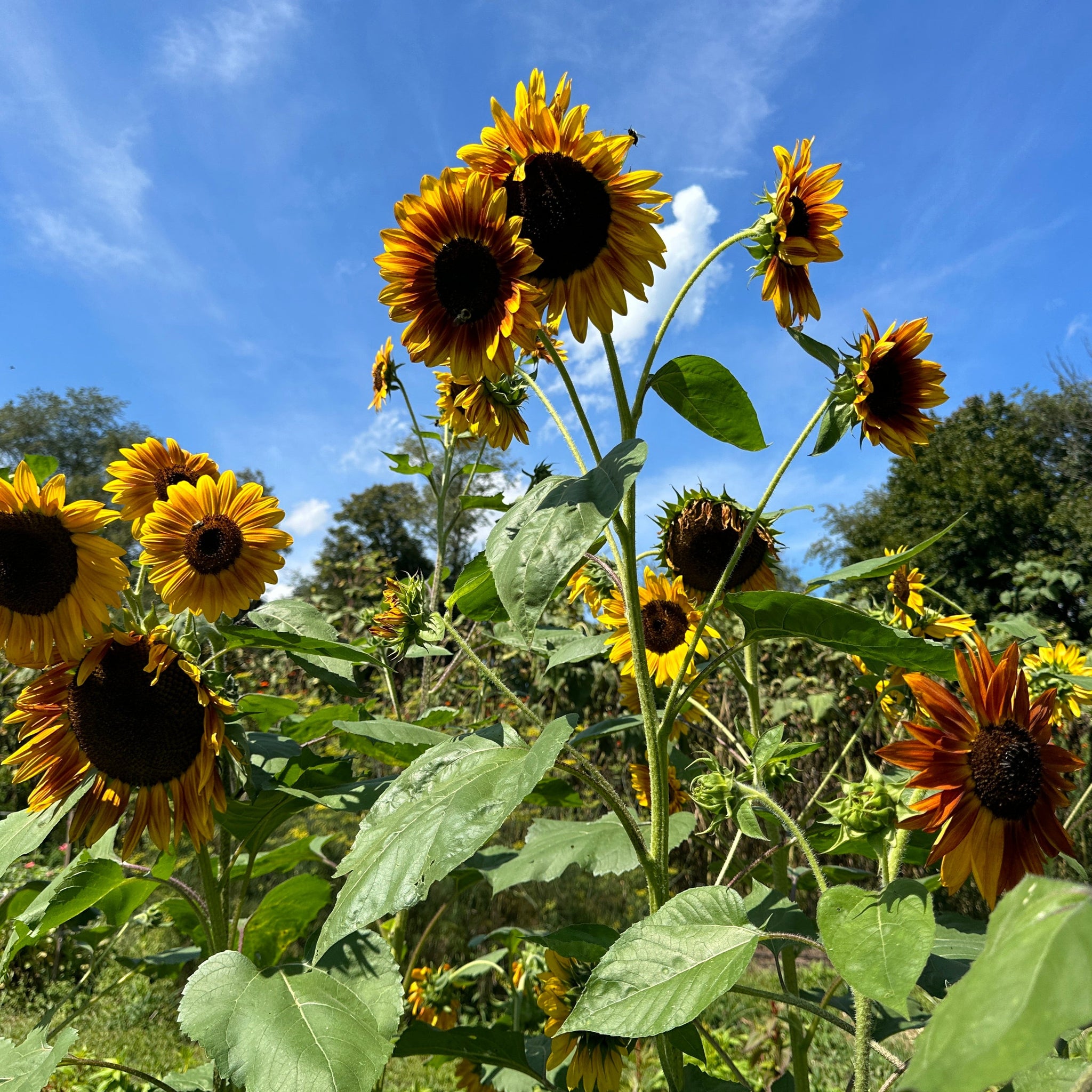 kaleidoscope rose seeds Sunflower Kaleidoscope Mix – Truelove Seeds