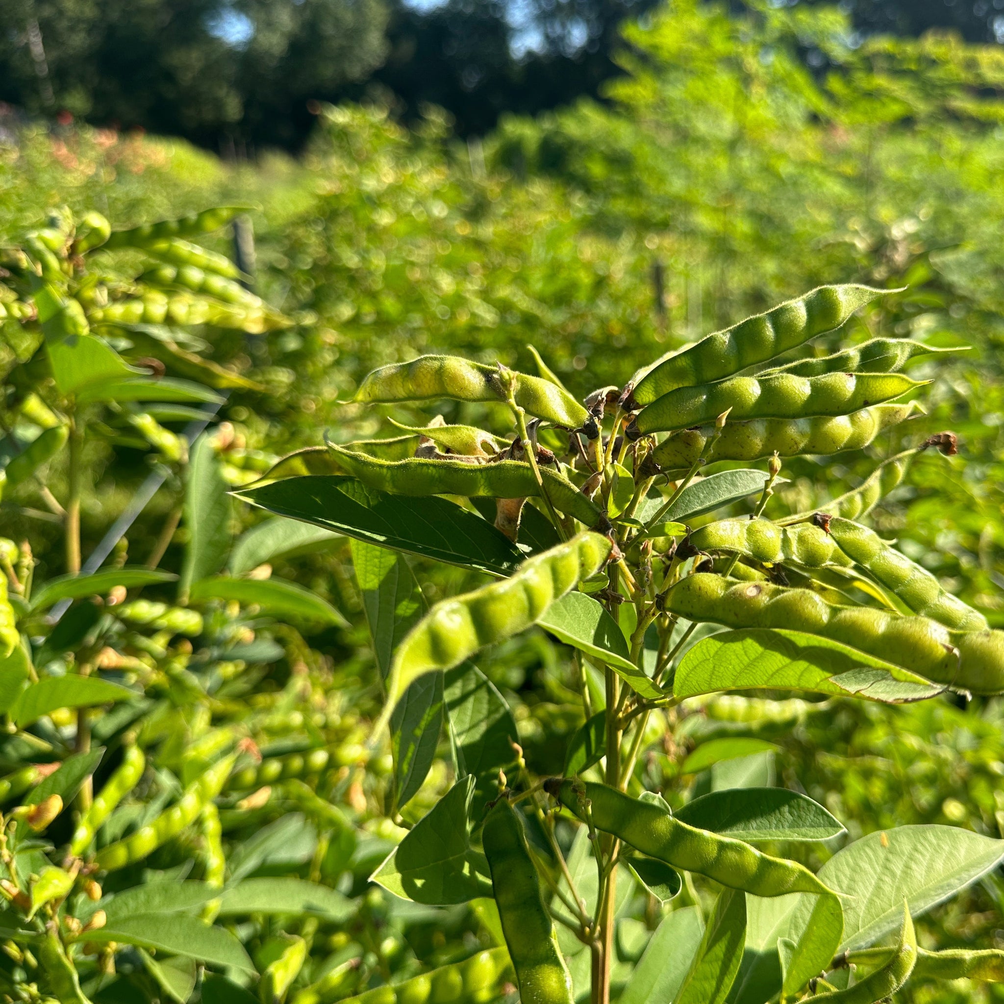 pigeon pea seeds for planting Green Pigeon Pea (Northern Adapted) – Truelove Seeds