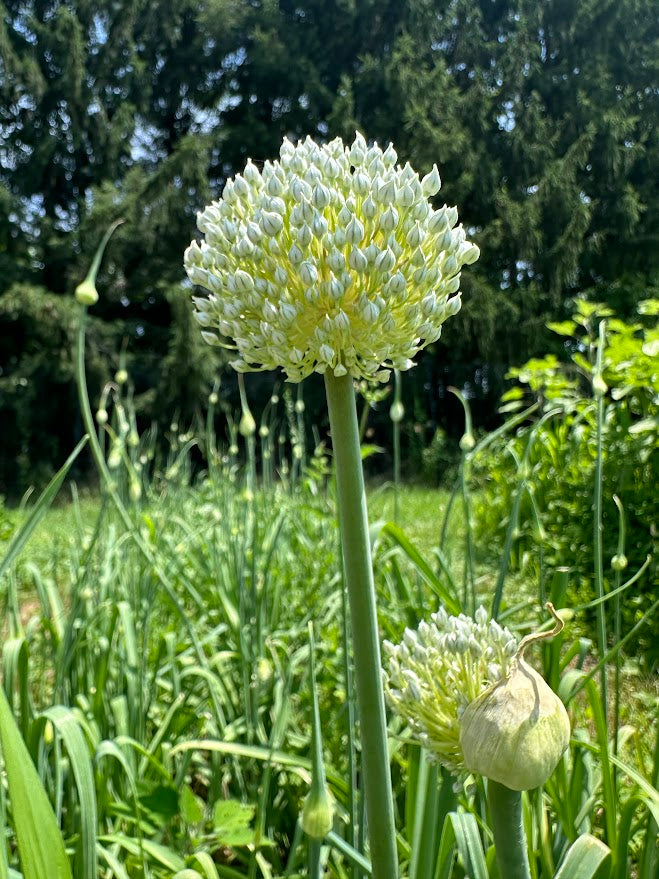Gandana (Afghan Leek) – Truelove Seeds