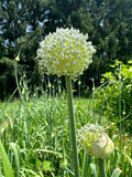 Gandana (Afghan Leek)