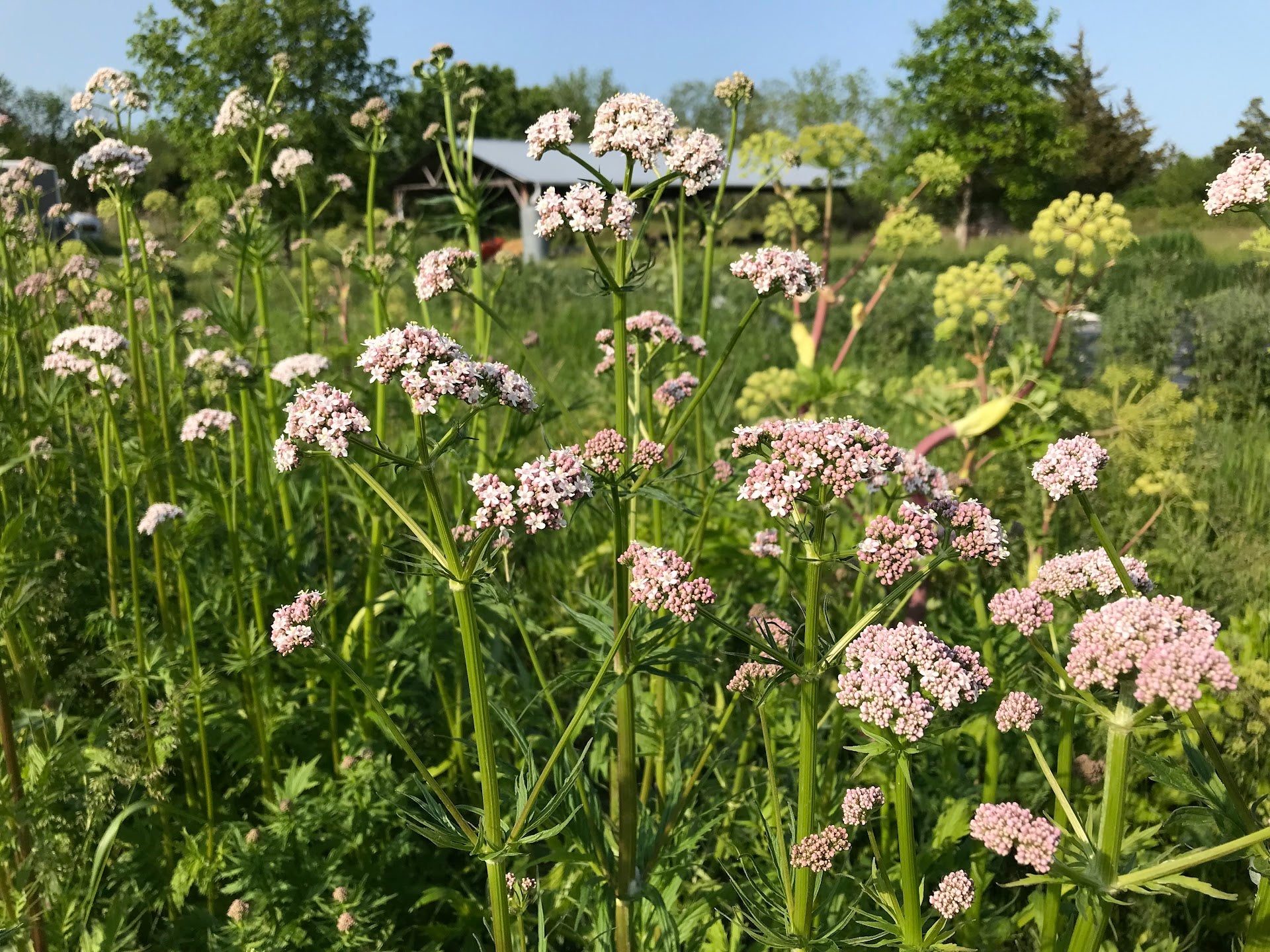Valerian – Truelove Seeds