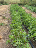 Shambalileh Iranian Fenugreek