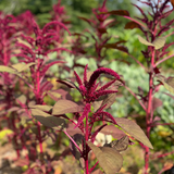 Red Callaloo (Tricolor Amaranth)