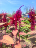 Red Callaloo (Tricolor Amaranth)