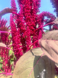 Red Callaloo (Tricolor Amaranth)