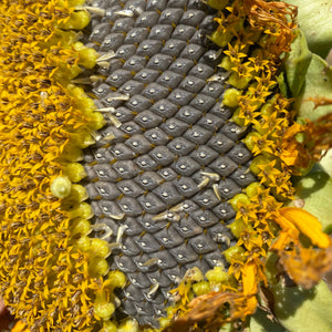 flower seeds sunflower Medzmama" Arevatsaghik (Armenian Sunflower) – Truelove Seeds