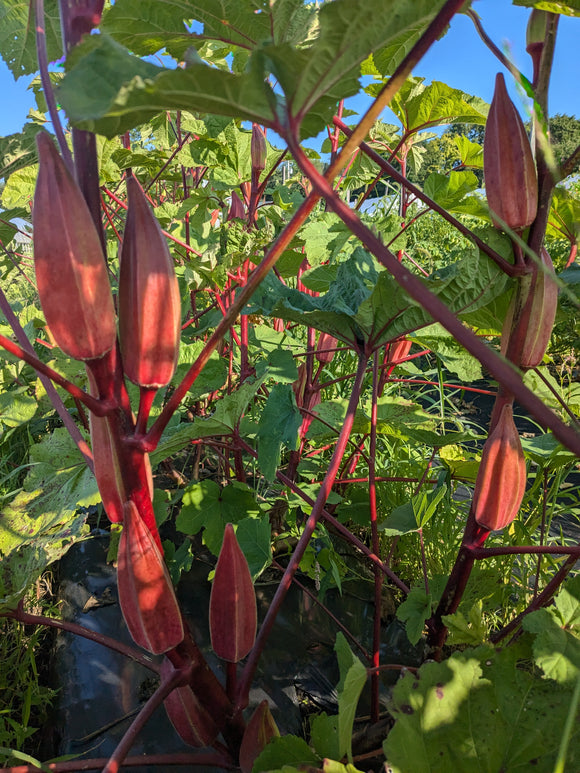 Alabama Red Okra