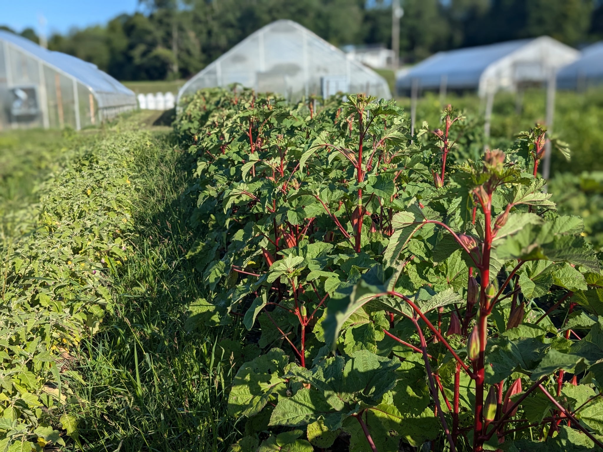 planting red okra seeds Alabama Red Okra – Truelove Seeds