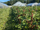 Alabama Red Okra