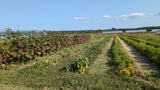 Alabama Red Okra