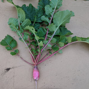 China Rose Radish