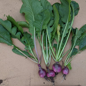 Purple Plum Radish