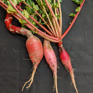 China Rose Radish