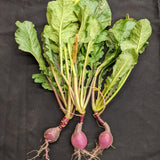 Purple Plum Radish