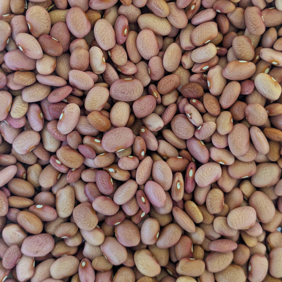 Bolita Bean