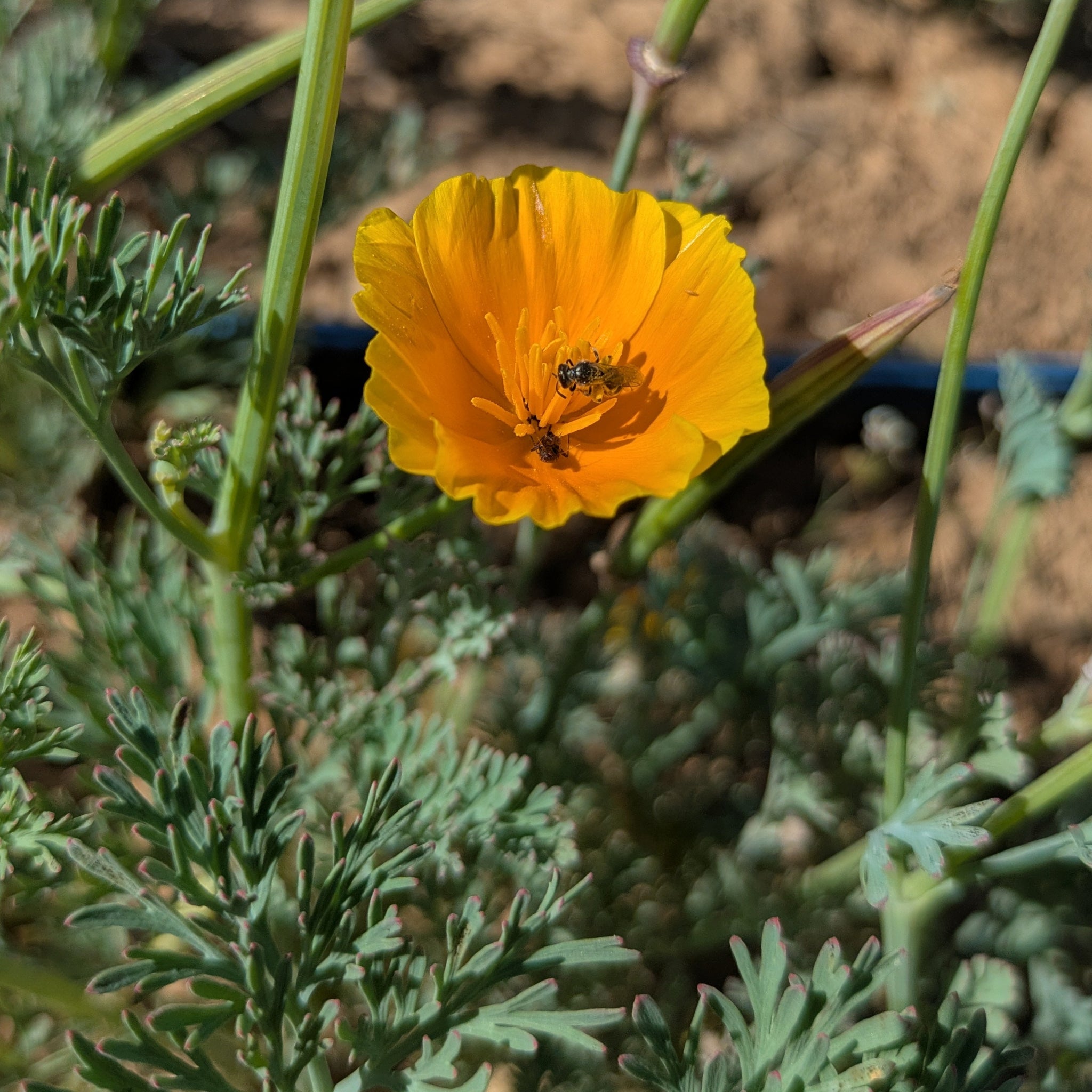 plant california poppy seeds California Poppy – Truelove Seeds