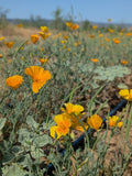 California Poppy