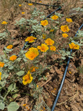 California Poppy