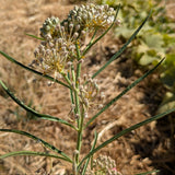 Narrowleaf Milkweed