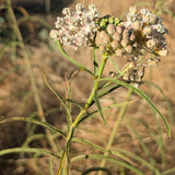 Narrowleaf Milkweed