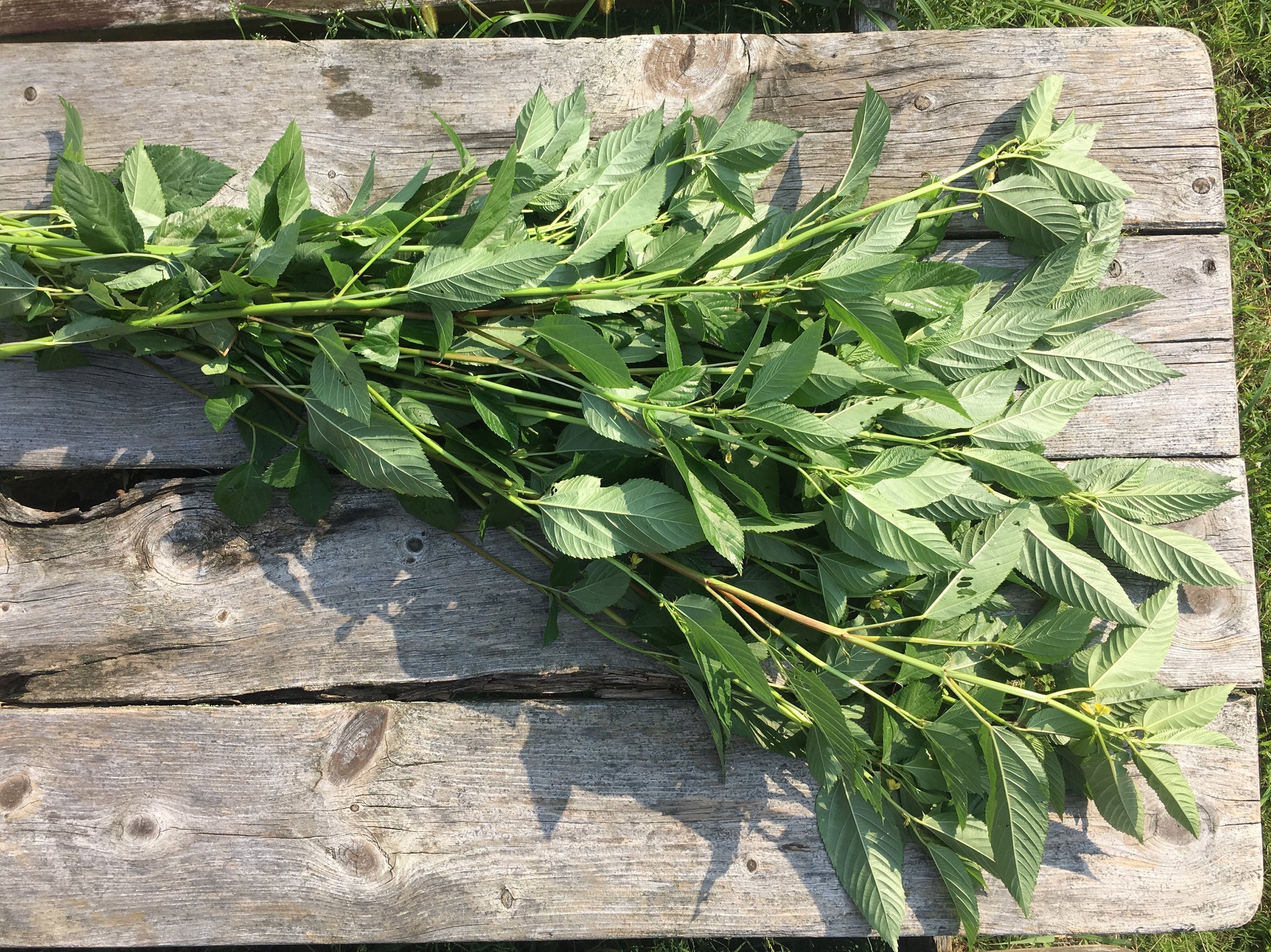 molokhia plant seeds Palestinian Molokhia – Truelove Seeds