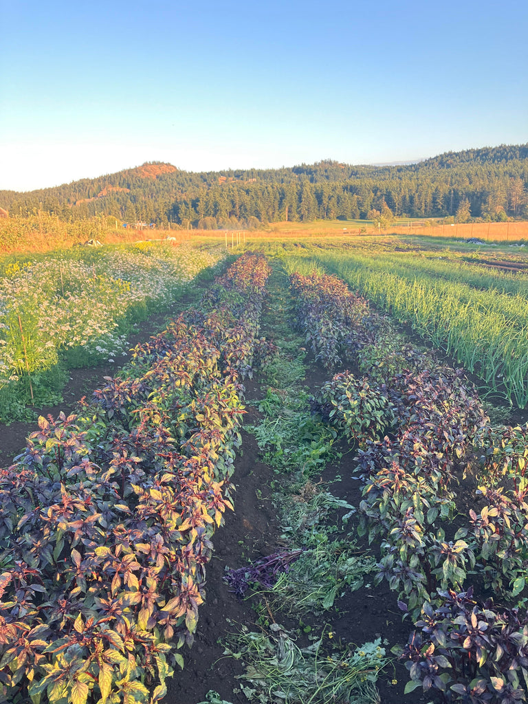 Persian Purple Basil – Truelove Seeds