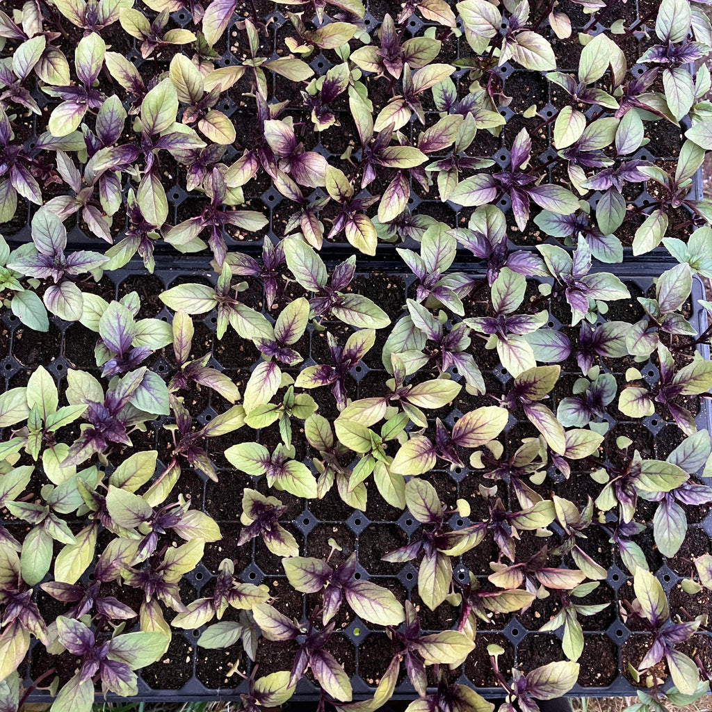 Persian Purple Basil – Truelove Seeds