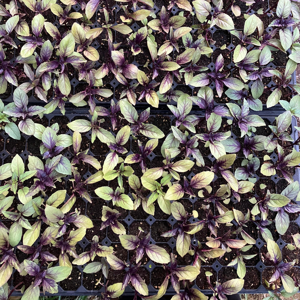Persian Purple Basil – Truelove Seeds