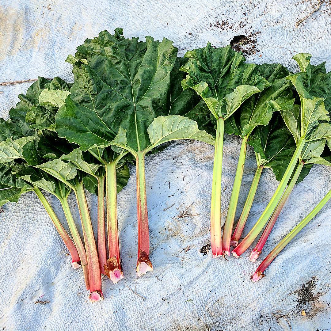 rhubarb plant seeds Rhubarb Breeders Mix – Truelove Seeds