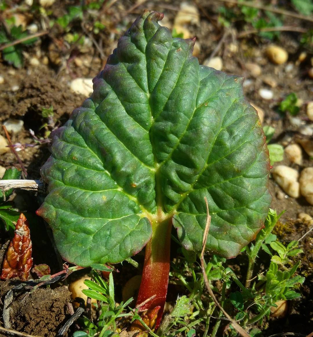 rhubarb seeds or plants Rhubarb Breeders Mix – Truelove Seeds