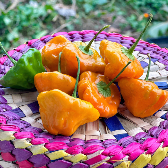 plant scotch bonnet pepper seeds Scotch Bonnet Pepper – Truelove Seeds