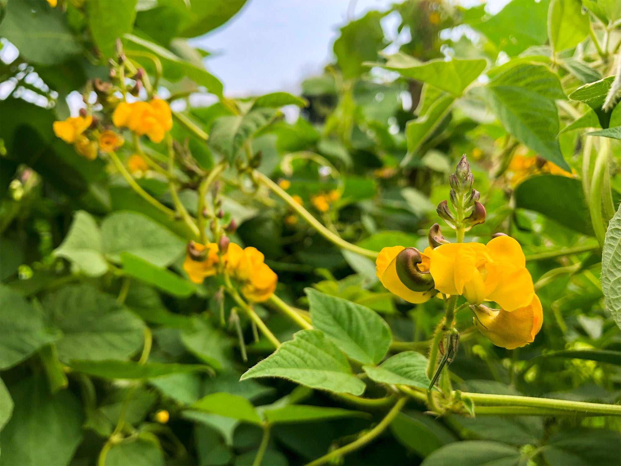 flower seeds for sale philippines Tapilan Beans (Philippines) – Truelove Seeds