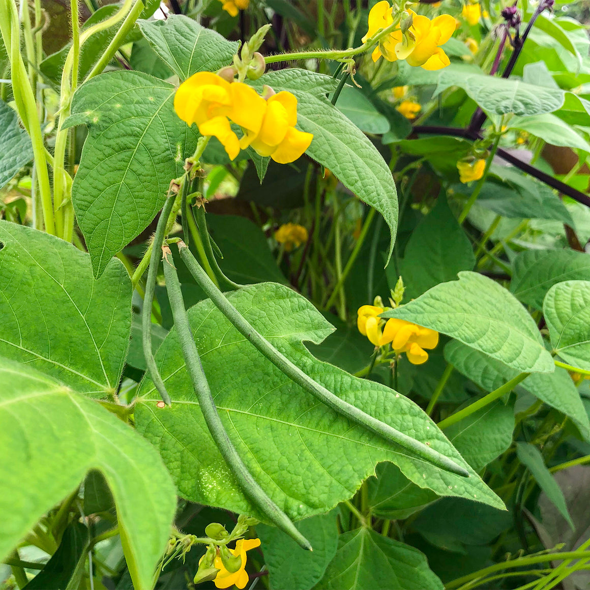 Tapilan Beans (Philippines) – Truelove Seeds