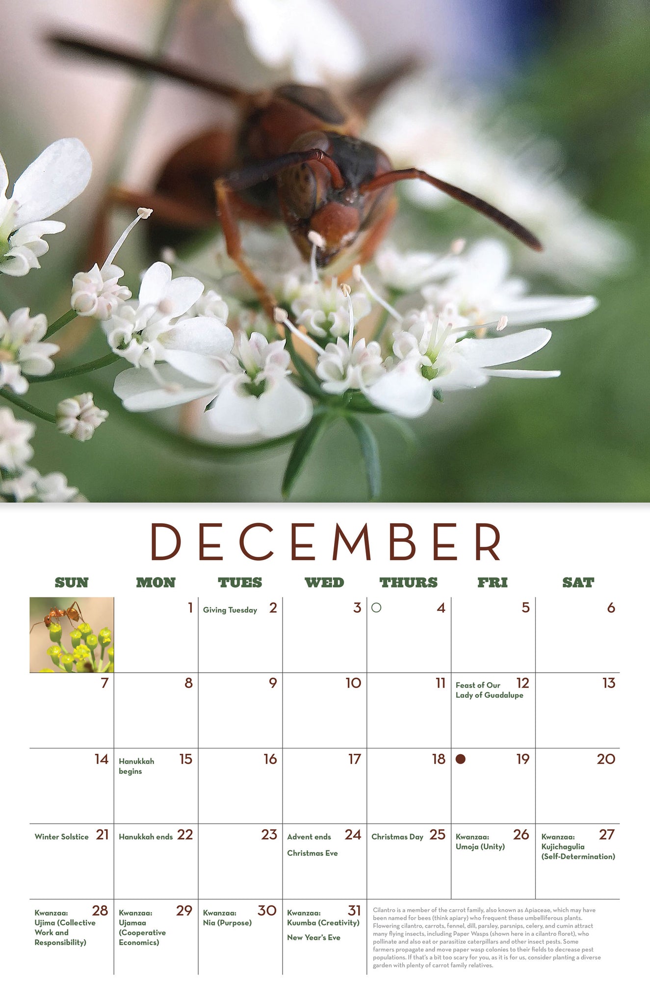 flower seed calendar 2025 Seed Keeping Calendar: the Microfauna of Truelove Seeds