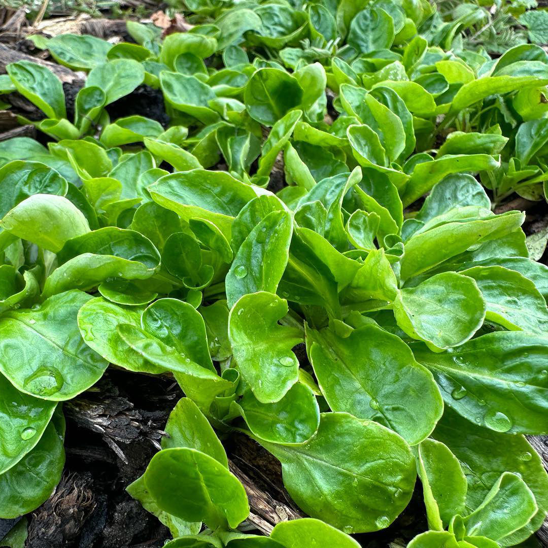tobacco road farm lebanon ct Tobacco Road Farm – Truelove Seeds