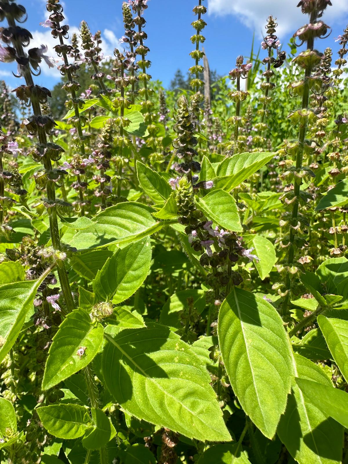 Besobela, Coarse (Ethiopia) – Truelove Seeds