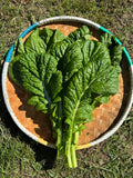 Yanagawa Takana Mustard