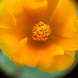 California Poppy