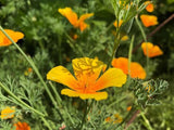 California Poppy