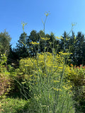 Finocchio (Italian Fennel)