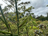 Finocchio (Italian Fennel)