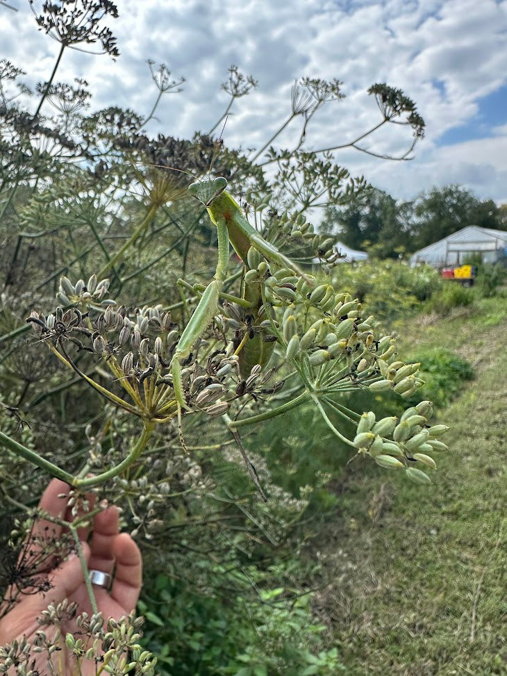 Finocchio (Italian Fennel) – Truelove Seeds